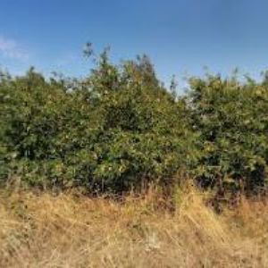 obrazek: avatar MYSLIVECKÉ SDRUŽENÍ VINIČNÉ ŠUMICE-KOVALOVICE