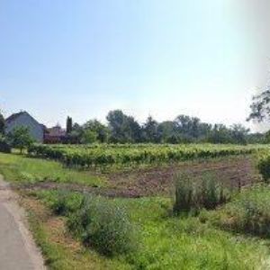 obrazek: avatar ČESKÝ SVAZ CHOVATELŮ, ZÁKLADNÍ ORGANIZACE Moravská Nová Ves