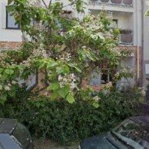 obrazek: avatar LATTOVÁ JANA MUDr.