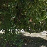 MS VZS ČČK Nové Mlýny