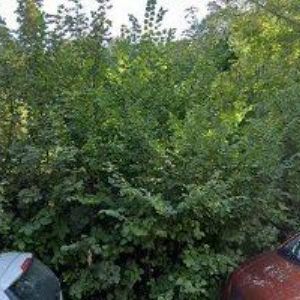 obrazek: avatar AUTOSERVIS-PNEUSERVIS PIT STOP