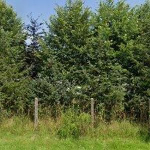 obrazek: avatar TRENDCARS