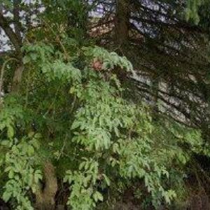 obrazek: avatar PNEUSERVIS VITMAJER