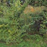 TKV LIBEREC, spol. s r.o.