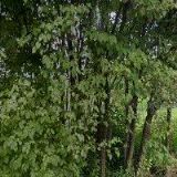 KYSELO JIŘÍ-CARWELL