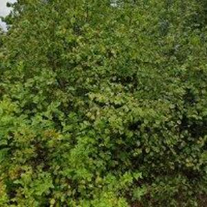 obrazek: avatar ŠPICAR JAN