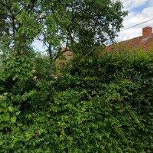 obrazek: avatar GOLD FREN