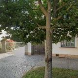 LYSONĚK VLASTIMIL-BELYS