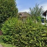 PLÍHALOVÁ PAVLÍNA