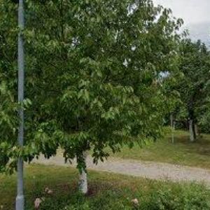 obrazek: avatar AUTOŠKOLA PAVLŮ