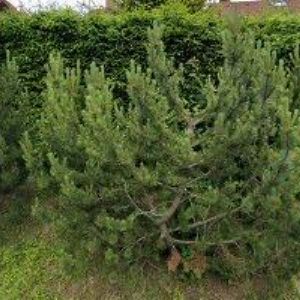 obrazek: avatar CK VILLA s.r.o.