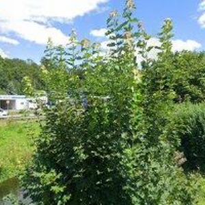 obrazek: avatar KOVÁŘOVÁ JANA-CA