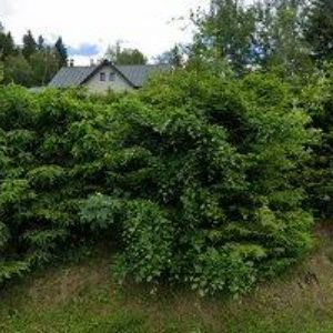 obrazek: avatar PENZION U HROUDŮ