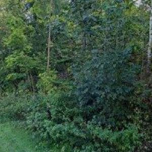 obrazek: avatar SKI LUCIFER