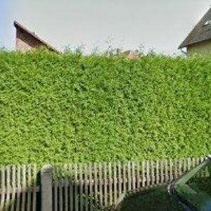 obrazek: avatar RESTAURACE VÁCLAVKA