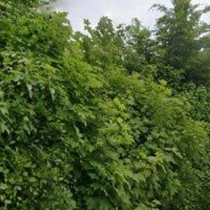 obrazek: avatar HOTEL ALBERT