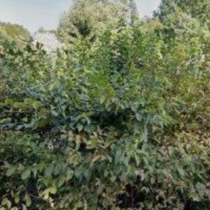 obrazek: avatar PENZION & RESTAURACE BRADLECKÝ MLÝN