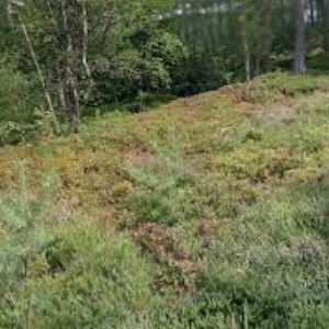 obrazek: avatar KOVÁŘ ZDENĚK-REKREAČNÍ ZAŘÍZENÍ