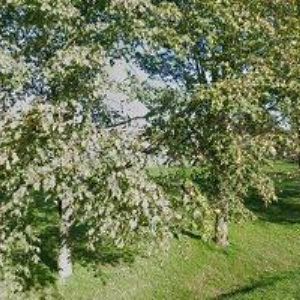 obrazek: avatar RESTAURACE K