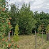 SKANZEN MODRÁ s.r.o.