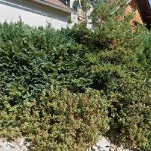 obrazek: avatar PENSION IDYLL