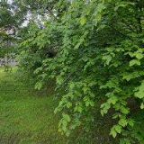 UBYTOVÁNÍ HILPERTOVI