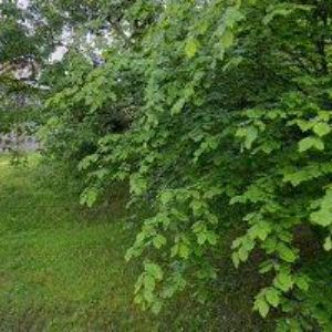 obrazek: avatar UBYTOVÁNÍ HILPERTOVI