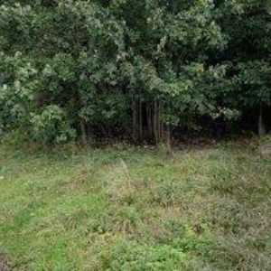 obrazek: avatar MODRÁ VILA