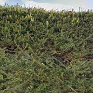 obrazek: avatar UBYTOVÁNÍ ČESKÝ RÁJ-KACANOVY