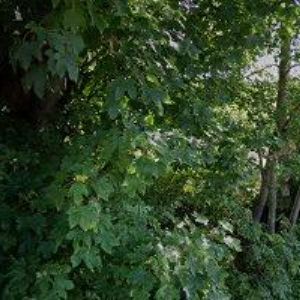 obrazek: avatar FAJSTAVR JAROSLAV