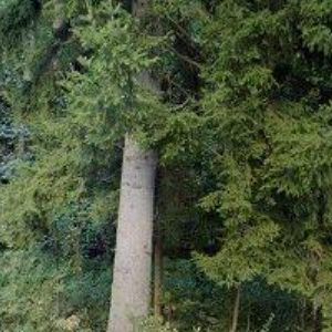 obrazek: avatar CHATA MAXOV