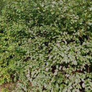 obrazek: avatar CHALUPA DESNÁ