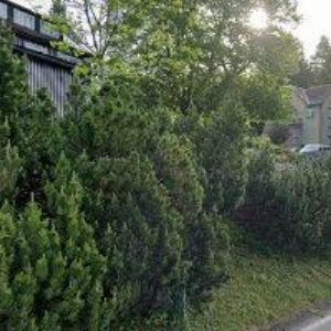 obrazek: avatar PENSION MARTINOVA BOUDA