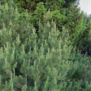 obrazek: avatar PENSION ARABELA