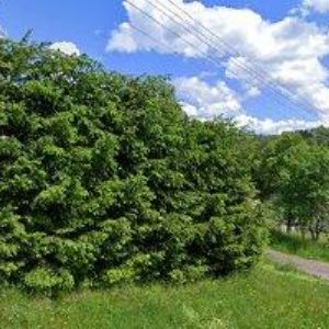 obrazek: avatar FEJFAR KAREL