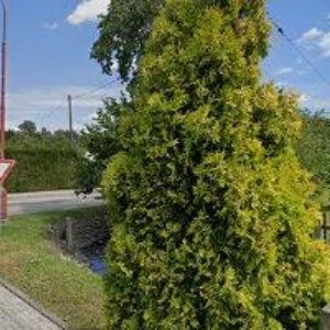 obrazek: avatar CEDROVÝ PENZION