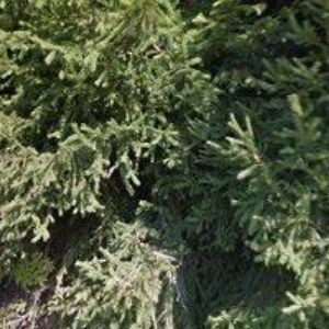 obrazek: avatar CHATA ELIŠKA