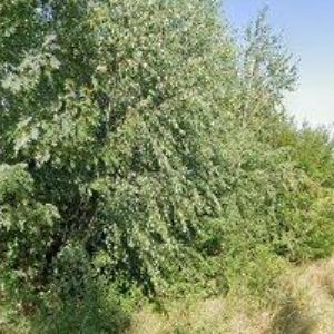 obrazek: avatar VOLEK JAROMÍR