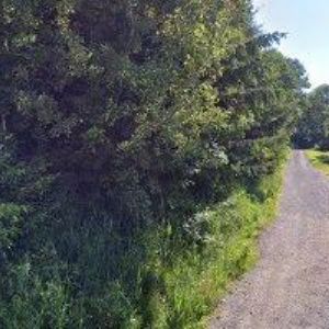 obrazek: avatar CHALUPA SLUNÍČKO