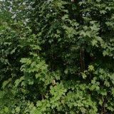 REKREAČNÍ STŘEDISKO MONTE LOPE