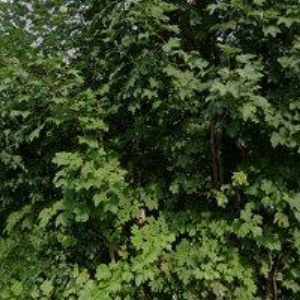 obrazek: avatar REKREAČNÍ STŘEDISKO MONTE LOPE