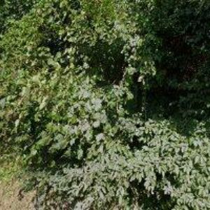 obrazek: avatar RESTAURACE POD HRADEM