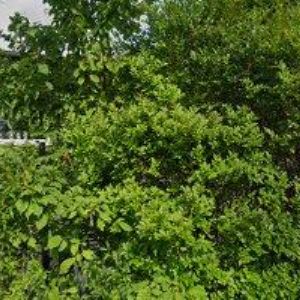 obrazek: avatar CHATA LOPENÍK