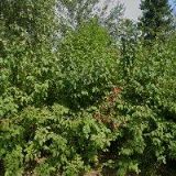 HOSTINEC A VINÁRNA U LÍPY