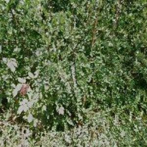 obrazek: avatar KANAZ