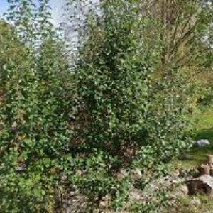 obrazek: avatar LANECO s.r.o.