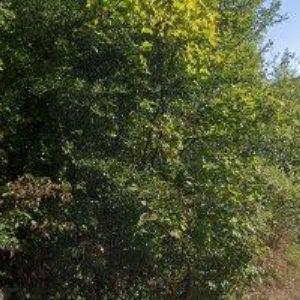 obrazek: avatar JOSEF MACH s.r.o.