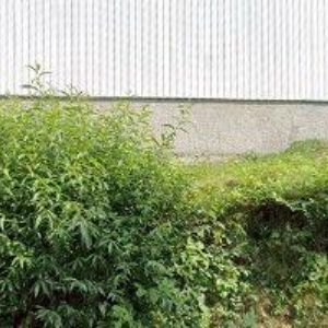 obrazek: avatar SLUŽBY OBCE HUSLENKY, s.r.o.