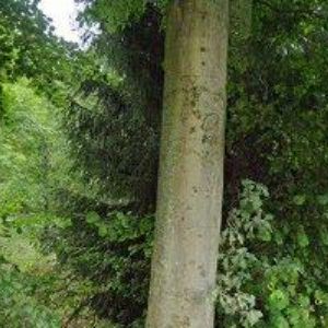 obrazek: avatar HOFER AUTODOPRAVA