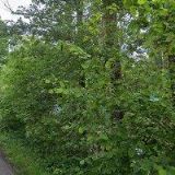 PÍŠA LEOŠ-AUTODOPRAVA